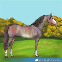 Horse Color:Nacre Chocolate Brown Dun Rabicano