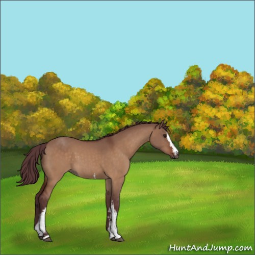 Horse Color:White Spotted Chocolate Bay Dun Sabino 