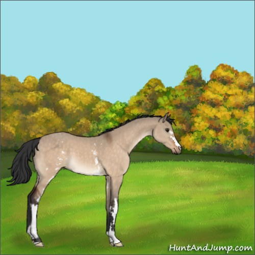 Horse Color:White Spotted Bay Dun 