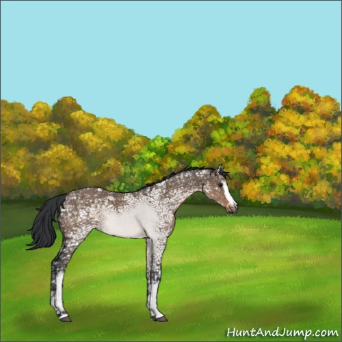 Horse Color:White Spotted Brown Ice Dun Rabicano 