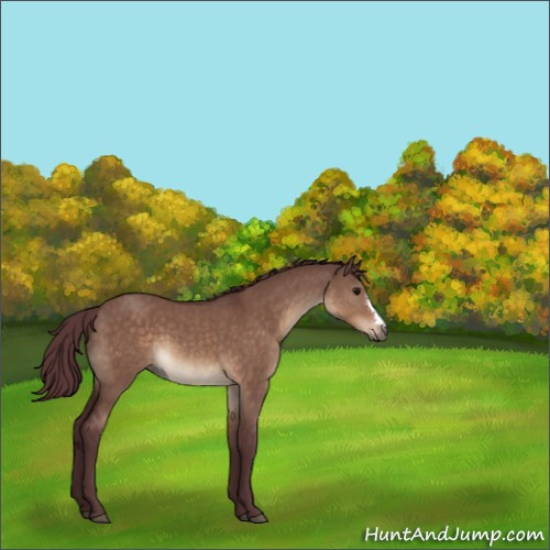 Horse Color:Chocolate Brown Dun 