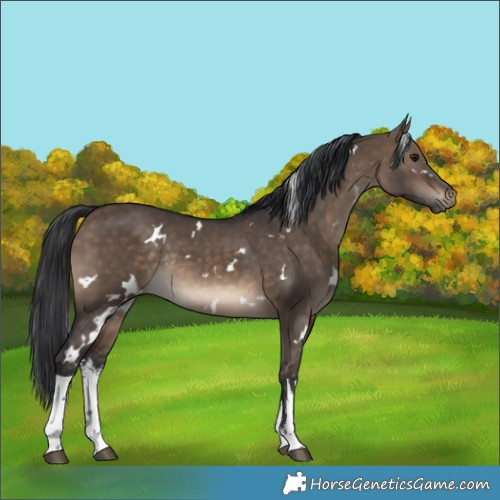 Horse Color:White Spotted Brown Dun Rabicano 