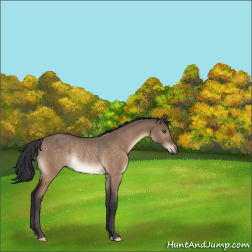 Horse Color:Brown Dun Rabicano 