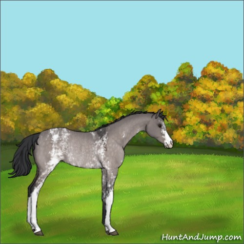 Horse Color:Platinum White Spotted Brown Dun Rabicano 