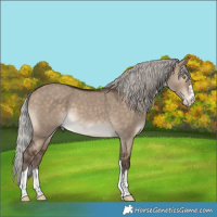 Horse Color:Silver Brown Dun Rabicano 