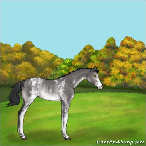Horse Color:Platinum White Spotted Brown Dun Rabicano 
