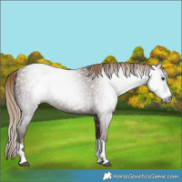 Horse Color:Gray Chestnut 