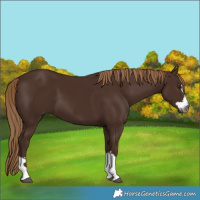 Horse Color:Gray Chestnut 