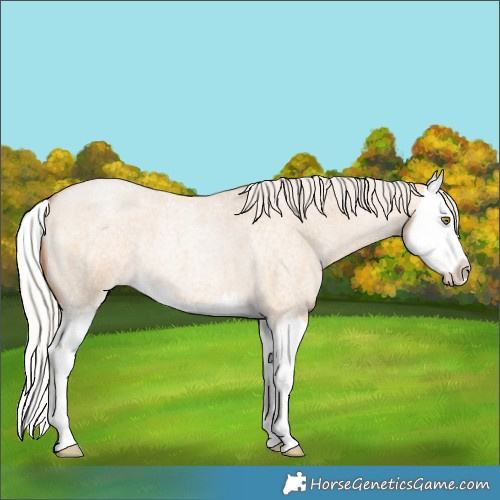 Horse Color:Silver Bay Roan Pearl Dun Splash 