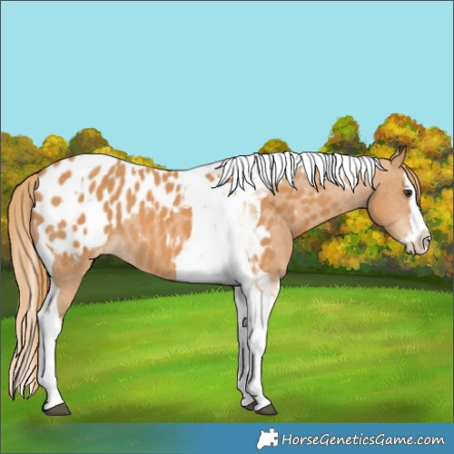 Horse Color:Chestnut Splash Tobiano Appaloosa 