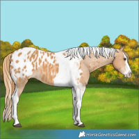Horse Color:Chestnut Splash Tobiano Appaloosa 