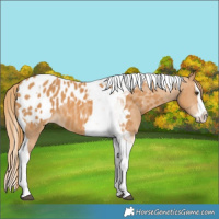 Horse Color:Chestnut Splash Tobiano Appaloosa 