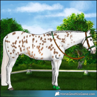 Horse Color:Chocolate Palomino Blanket 