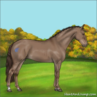 Horse Color:Liver Red Dun 