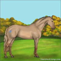 Horse Color:Red Dun