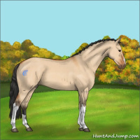 Horse Color:Bay Dun 