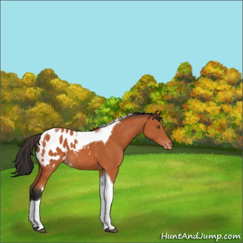 Horse Color:Brown Tobiano Appaloosa 