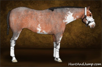 Horse Color:Brown Roan Sabino 