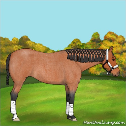 Horse Color:Bay Roan 