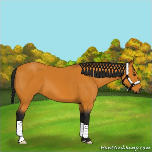 Horse Color:Gray Buckskin