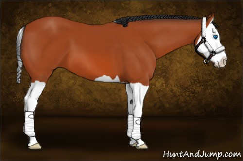 Horse Color:Bay Splash 