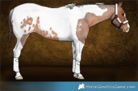 Horse Color:Bay Roan Tobiano Appaloosa
