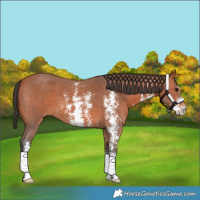 Horse Color:Bay Sabino 