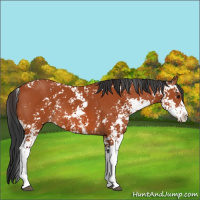 Horse Color:Brown Sabino 