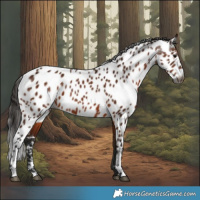 Horse Color:Gray Bay Appaloosa