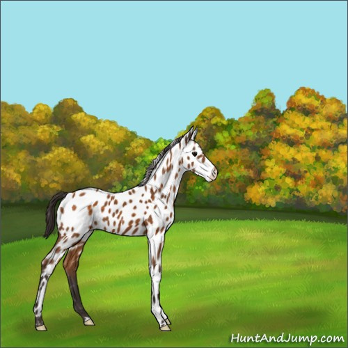 Horse Color:Buckskin Appaloosa 