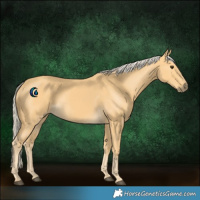 Horse Color:Palomino