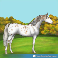 Horse Color:White Spotted Chocolate Palomino Splash Appaloosa 