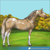 Horse Color:White Spotted Chocolate Palomino Dun Mushroom 