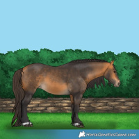Horse Color:Buckskin 
