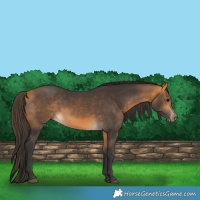 Horse Color:Buckskin 