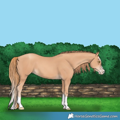 Horse Color:Gold Champagne Splash 