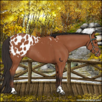 Horse Color:Bay Sabino Blanket 