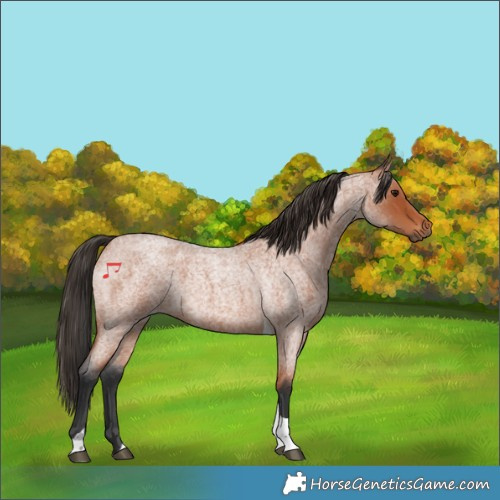 Horse Color:Bay Roan Tobiano