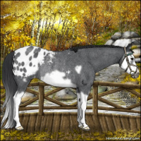 Horse Color:Blue Roan Splash Frame Blanket Rabicano