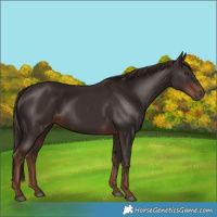 Horse Color:Liver Chestnut 
