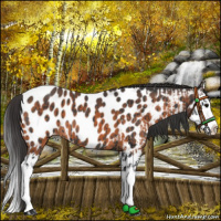 Horse Color:Black Sabino Splash Near Leopard Rabicano  and Brown Sabino Splash Near Leopard 