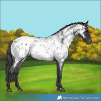 Horse Color:Blue Roan Near Leopard 