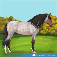 Horse Color:Bay Roan 