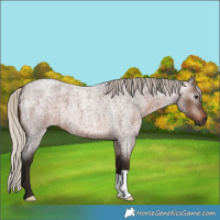 Horse Color:Gray Silver Bay Roan 