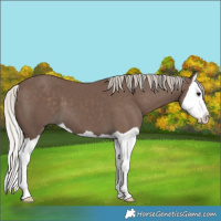 Horse Color:Silver Black Splash 