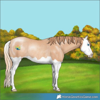 Horse Color:Gold Champagne Splash Rabicano 