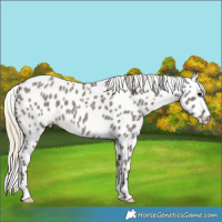 Horse Color:Silver Smoky Blue Roan Leopard 
