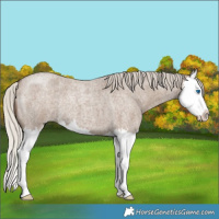 Horse Color:Silver Grullo Roan Splash