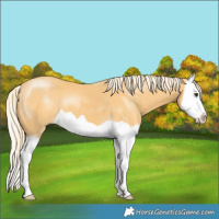 Horse Color:Palomino Splash 