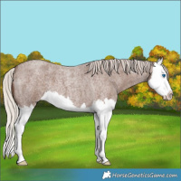 Horse Color:Silver Blue Roan Splash 